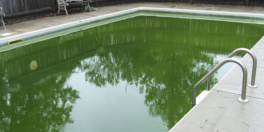 Algae invasion in swimming pools in Toronto